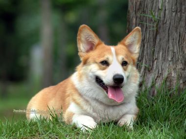 Pembroke Welsh Corgi Resting On Green Grass Outdoor