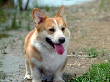 彭布罗克威尔士柯基犬户外可爱写真