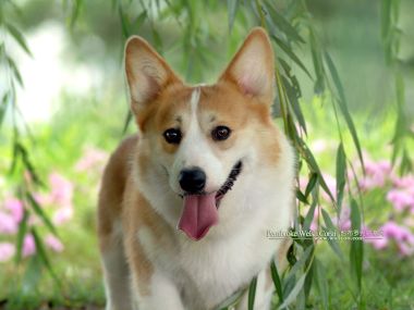春日户外草地的彭布罗克威尔士柯基犬