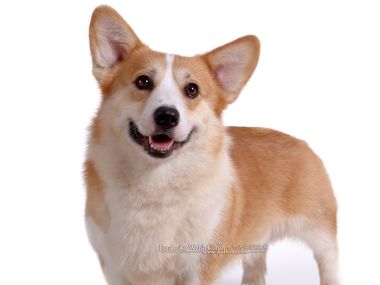 Pembroke Welsh Corgi Cute Portrait Pure White Background
