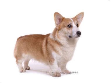 彭布罗克威尔士柯基犬纯白背景棚拍肖像