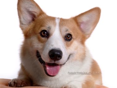 彭布罗克威尔士柯基犬微笑肖像写真