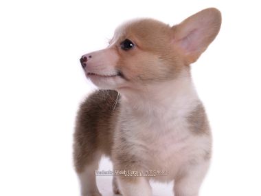 Cute Pembroke Welsh Corgi Puppy Studio White Background