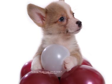 Pembroke Welsh Corgi Puppy With Balloons Studio Portrait