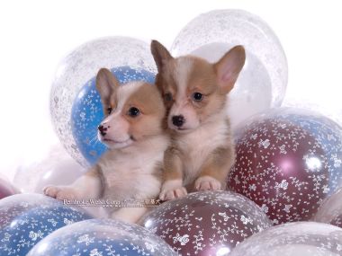 Two Pembroke Welsh Corgi Puppies With Printed Balloons Cute Portrait