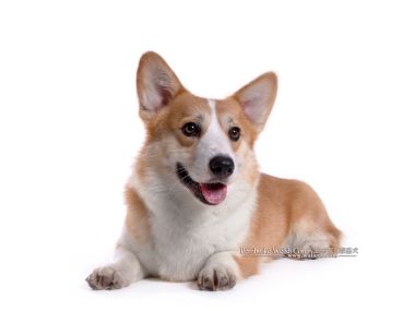 Pembroke Welsh Corgi Cute Studio Portrait White Background