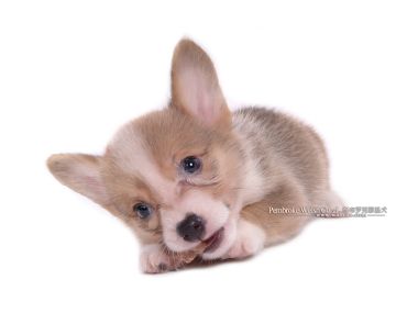 Pembroke Welsh Corgi Puppy Closeup On White Background