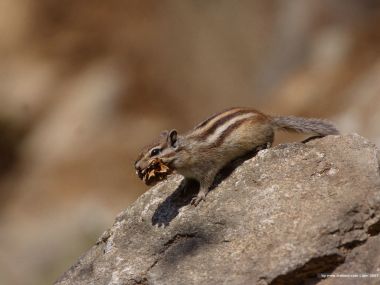 Chipmunk Holding Dry Leaves On Rock Wildlife Photography