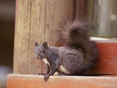 Cute Black Squirrel On Wooden Window Sill Closeup