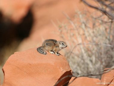 Cute Antelope Squirrel On Red Sandstone Desert Nature Photography