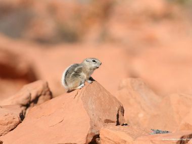 Cute Antelope Squirrel On Desert Red Sandstone