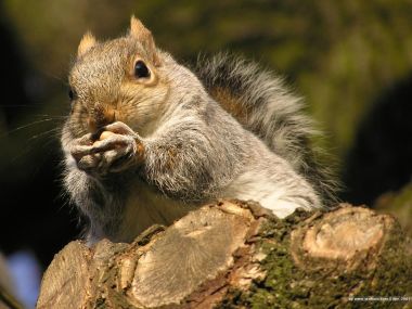 Gray Squirrel Holding Nut Eating On Tree Stump Closeup