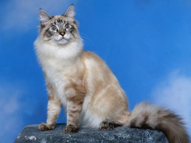 布偶猫坐姿写真