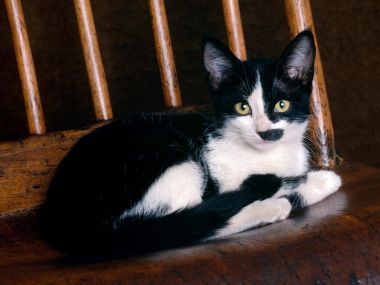 Black And White Cat On Wooden Chair