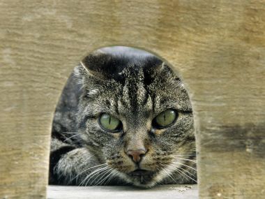 Tabby Cat Peering Through Archway Close Up