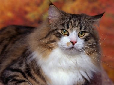 长毛虎斑猫特写