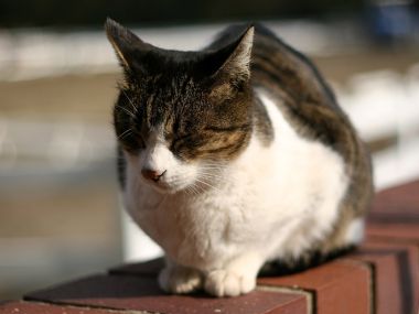 户外红砖上的虎斑猫