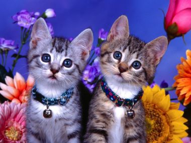 Two Kittens With Collars And Colorful Flowers Background