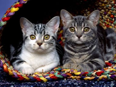 Two Cute Cats In A Colorful Woven Basket
