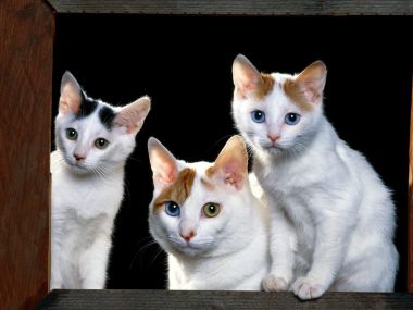 Three White Cats Photography Wallpaper
