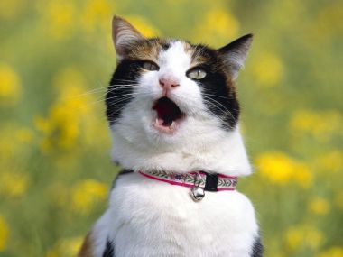 三花猫在黄色花田中张嘴叫唤