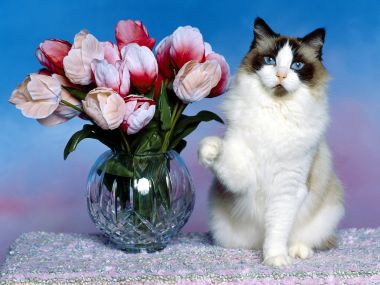 Ragdoll Cat With Tulips Vase Scene