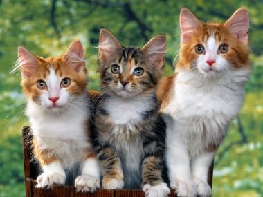 三只可爱小猫坐在木箱里的摄影作品