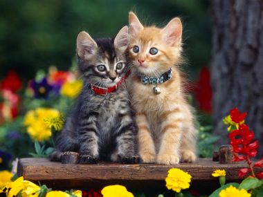 两只佩戴项圈的小猫与花园花卉的温馨画面