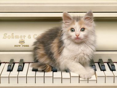 美国Sohmer钢琴上的三色小猫