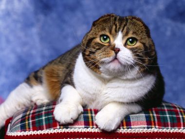 Folded Ear Tabby Cat On Plaid Cushion