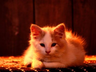 Fluffy Kitten In Warm Light Close Up