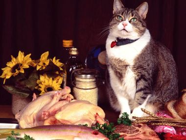 Tabby Cat With Kitchen Ingredients Still Life
