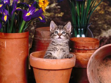 花盆里的可爱虎斑小猫