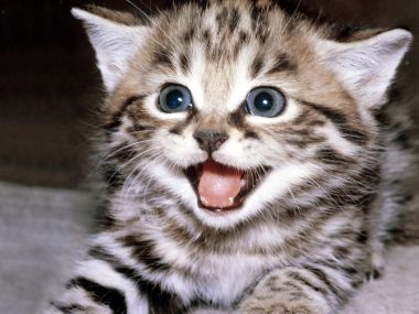 Cute Kitten Portrait Tabby Cat Close Up