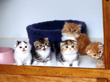 Five Cute Kittens With Blue Cat Bed Scene