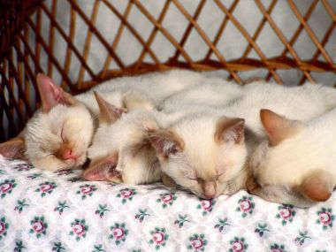 Four Kittens Sleeping In Wicker Basket