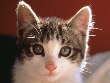 可爱虎斑小猫特写