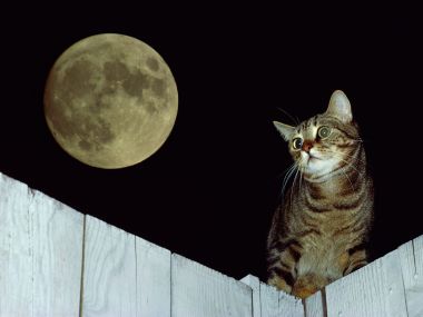 Tabby Cat And Full Moon Night Sky