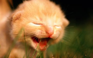阳光下打哈欠的橘色小奶猫特写