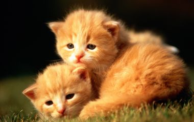 Two Fluffy Orange Kittens Cuddling On Grass