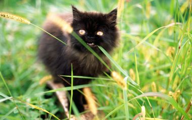 户外草地里咬草的黑色长毛小奶猫
