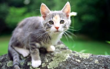 户外苔藓岩石上的软萌灰斑小奶猫