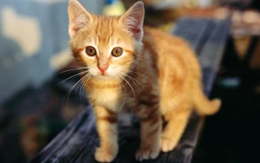 午后阳光下站在木椅上的可爱橘色小奶猫
