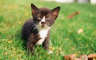 Tiny Black White Kitten With Blue Eyes On Green Lawn