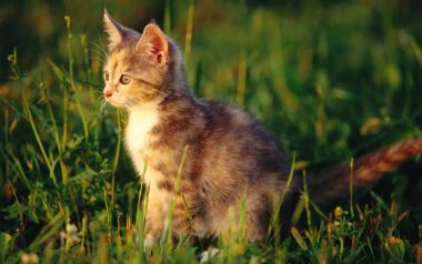 Cute Calico Kitten Sitting On Green Lawn In Afternoon Sun