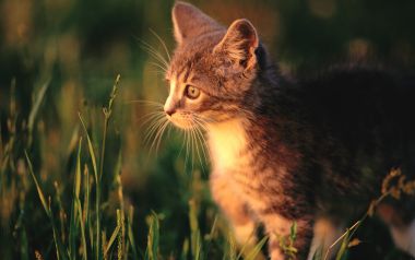 夕阳草地上的可爱狸花小奶猫