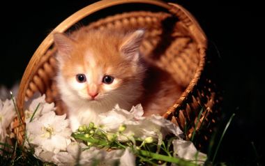 Cute Orange White Kitten In Wicker Basket With White Flowers