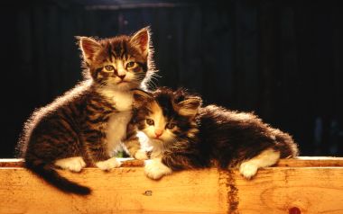 暖调逆光下依偎在木板上的两只可爱小奶猫