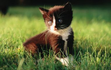 Blue Eyed Black And White Kitten On Sunny Green Lawn