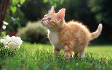户外草坪上好奇张望的可爱橘猫幼崽
